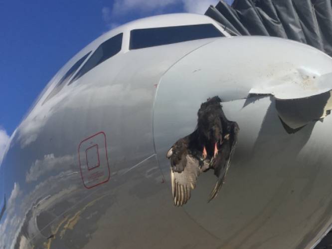 Vogel crasht in volle vlucht tegen vliegtuig en blijft steken