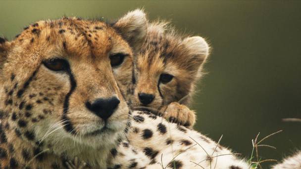 The Way Of The Cheetah