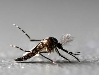 Omstreden beslissing: Florida laat 750 miljoen genetisch gemanipuleerde muggen vrij in de Keys