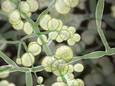 De candida auris-schimmel.