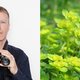 Paarbladig goudveil, daar kniel ik voor