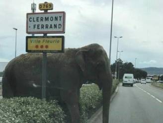 Ontsnapte olifant verbaast automobilisten