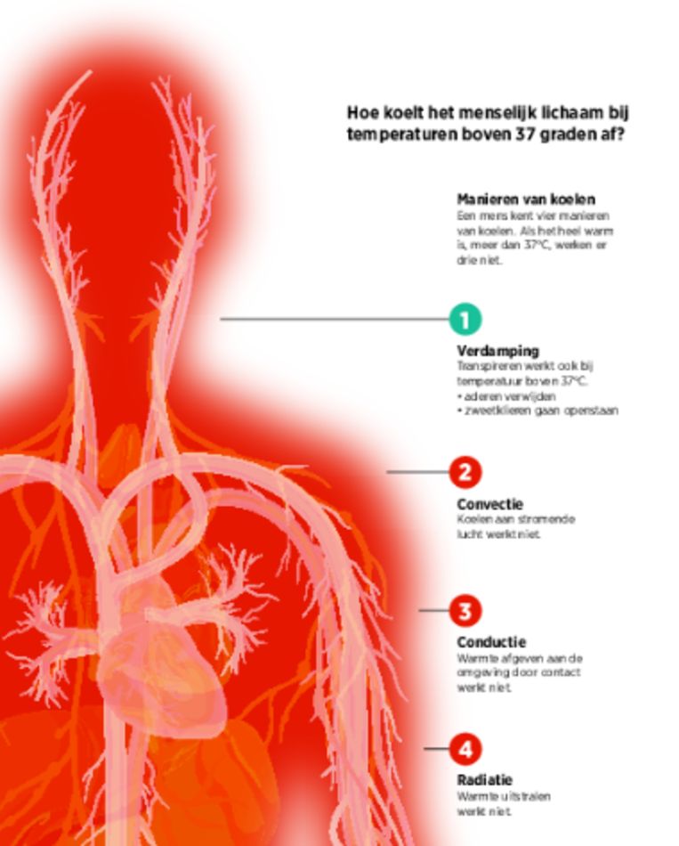 Wat er in je als het warmer wordt dan 37 graden? | Trouw