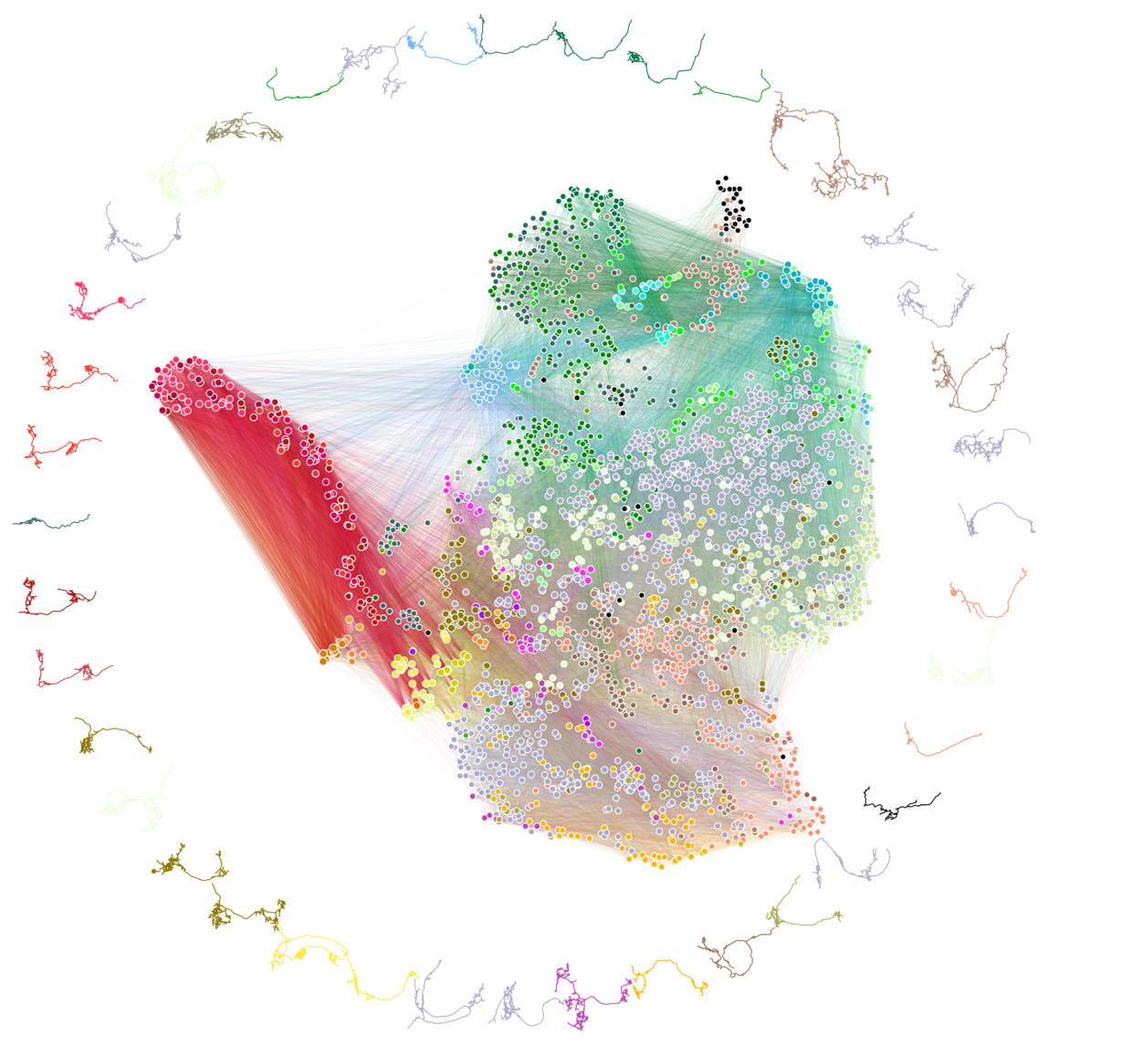 Schema delle connessioni nel cervello di un moscerino della frutta.  I punti sono i neuroni e le linee sono le connessioni tra di loro.  Lungo il bordo ci sono esempi di come appaiono i neuroni nella vita reale.  Foto della Johns Hopkins University/Università di Cambridge