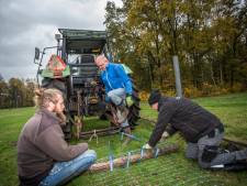 Om wolven op de Veluwe bij schapen weg te houden, is volgens betrokkenen meer geld nodig