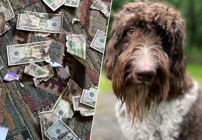 Ondeugende hond Cecil eet 4000 dollar op