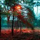 Ons kunstlicht ontregelt de biologische klok van dieren. Wat voor kans hebben vleermuizen dan nog?