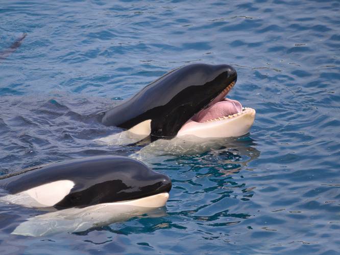 101 orka’s en beloega’s opgesloten in Russische “walvisgevangenis”