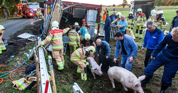 Vrachtwagen met varkens gekanteld bij Heeten | Raalte - De Stentor