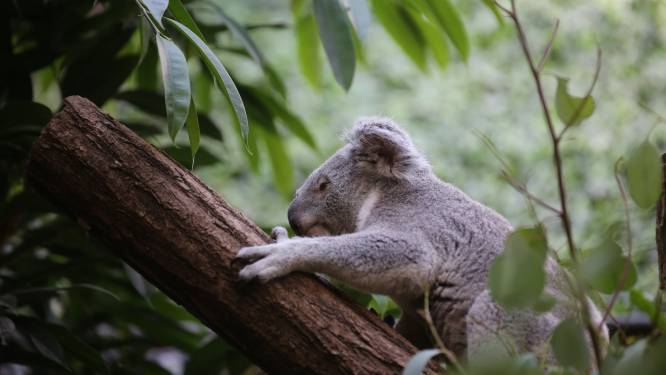 Met de komst van koala Dameeli neemt Pairi Daiza voor het eerst deel aan Europese conservatieprogramma voor koala’s