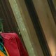 Waarom de Joker nu al kans maakt op een Oscar