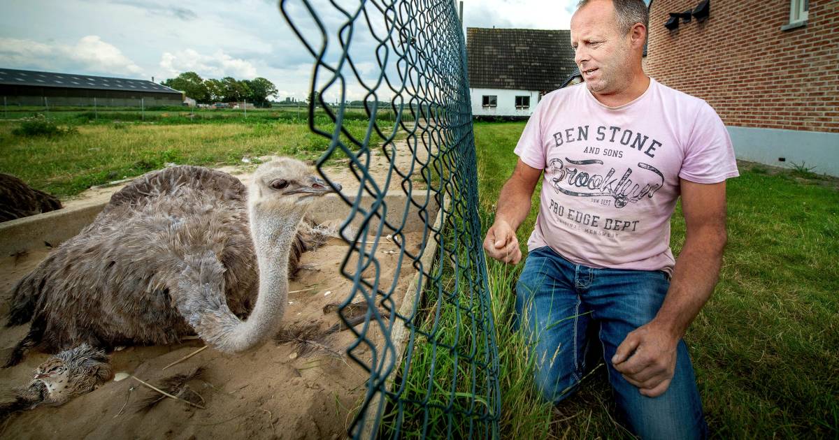 Jonge struisvogeltjes geboren langs de weg in Weurt | Beuningen