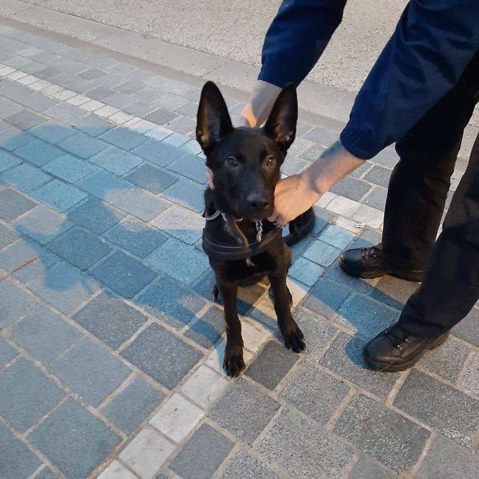 Deze puppy werd maandagavond achtergelaten aan het Diksmuidse station. De politie is een onderzoek gestart.