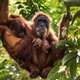 WWF: “Het is 1 voor 12 om de planeet te redden”