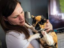 Poes Veugje na ruim zeven (!) jaar terug bij dolgelukkig baasje: ‘Echt bizar’
