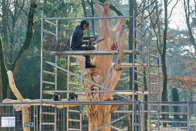 Amerikaanse eik op Herperduin veranderd in joviale trol
