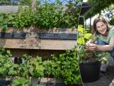 “Kies groenten in miniversie en plaats tomaten onder een afdak”: onze tuinexperte deelt 7 gouden tips voor een moestuin in potten