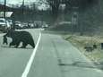 Net als bij de mensen: mamabeer voert hilarische strijd om koppige welpjes veilig de straat over te krijgen