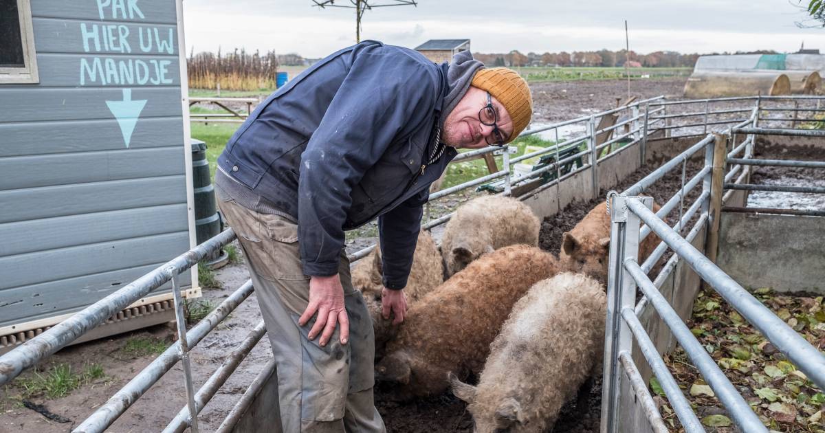 Buurt baalt van Hongaarse wolvarkens in Ottersum, bemiddelaar zoekt oplossing
