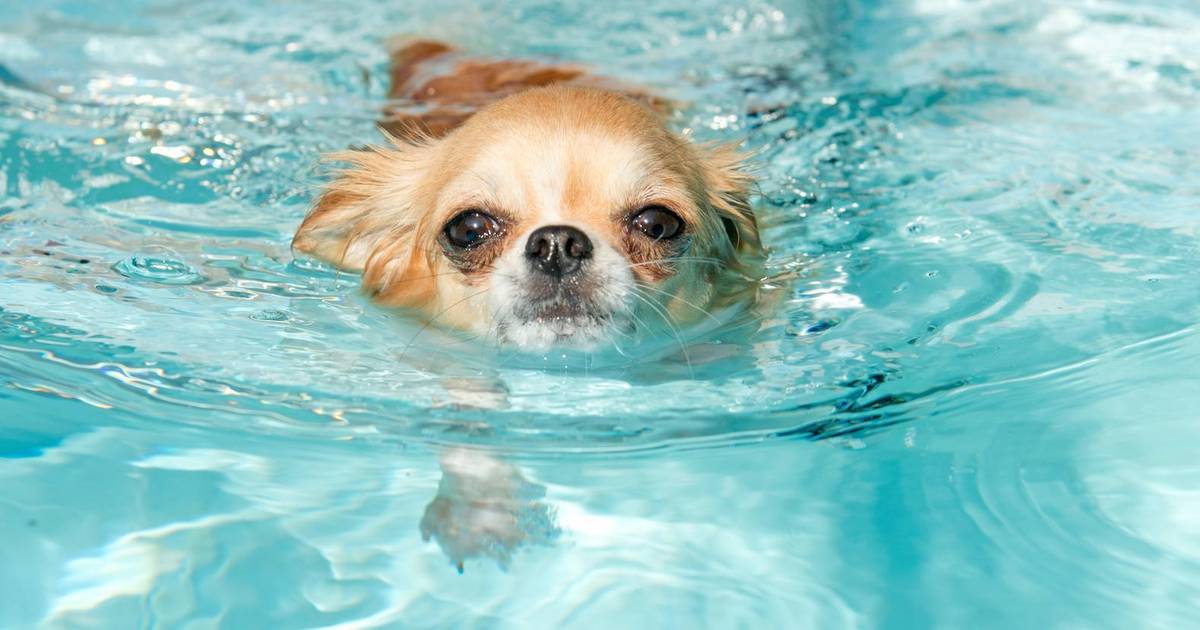 hybride terras je bent Mag je hond eigenlijk in het zwembad spelen? | Nina | hln.be
