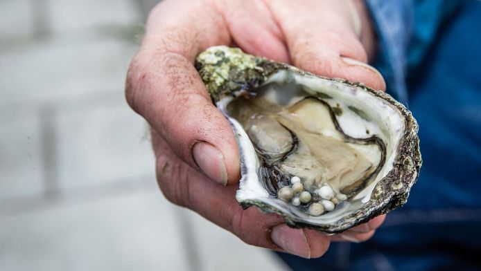 Oester Met 21 Parels Pronkt In Naturalis | Binnenland | Ad.Nl