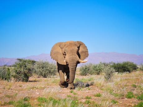 Woede en verdriet om doodschieten iconische olifant ‘Voortrekker’ door trofeejager