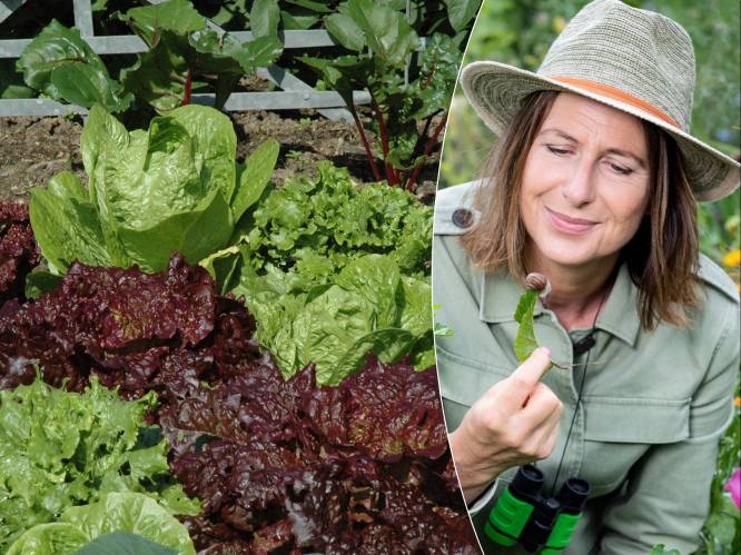 Tuinexperte deelt de geheimen van succesvol sla kweken: “Eierschalen of koffiegruis werken niet goed tegen slakken”