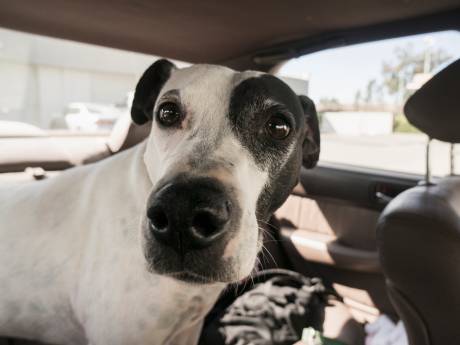 Soupçonné d’ivresse au volant, il tente de faire porter le chapeau à son chien