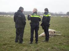 Slachting onder schapen in Renkum, 15 dieren overleden: ‘Wolf moet over hek zijn gesprongen’