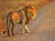 Veertien leeuwen ontsnapt uit nationaal park waar gisteren kleuter werd gedood door luipaard