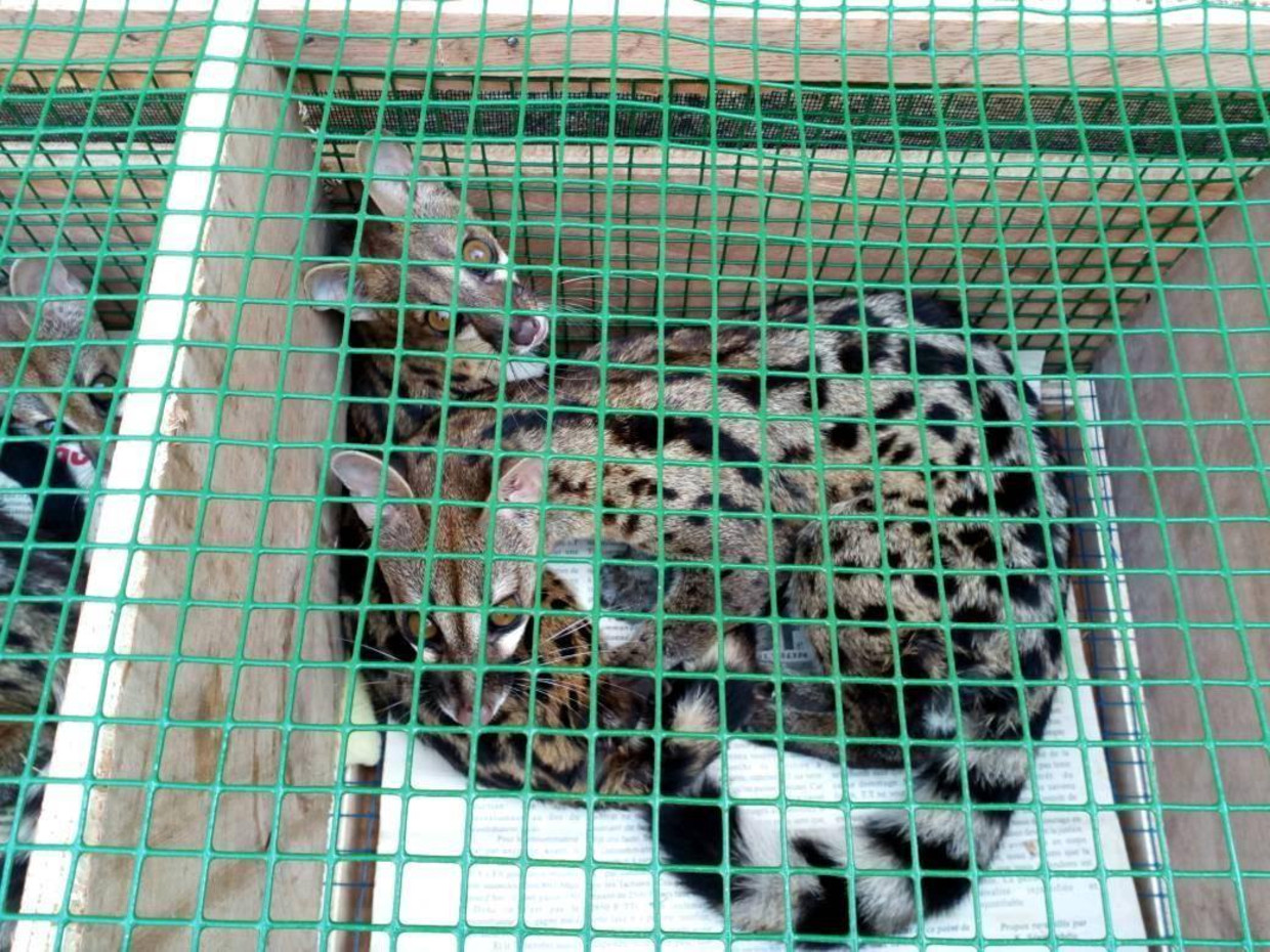 Civetkatten zitten in kratten voor vervoer met Ethiopian Airlines. Beeld World Animal Protection