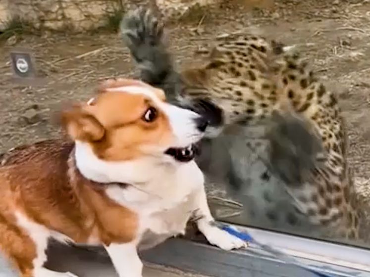 Bek open en klauwen vooruit: luipaard verrast corgi in dierentuin