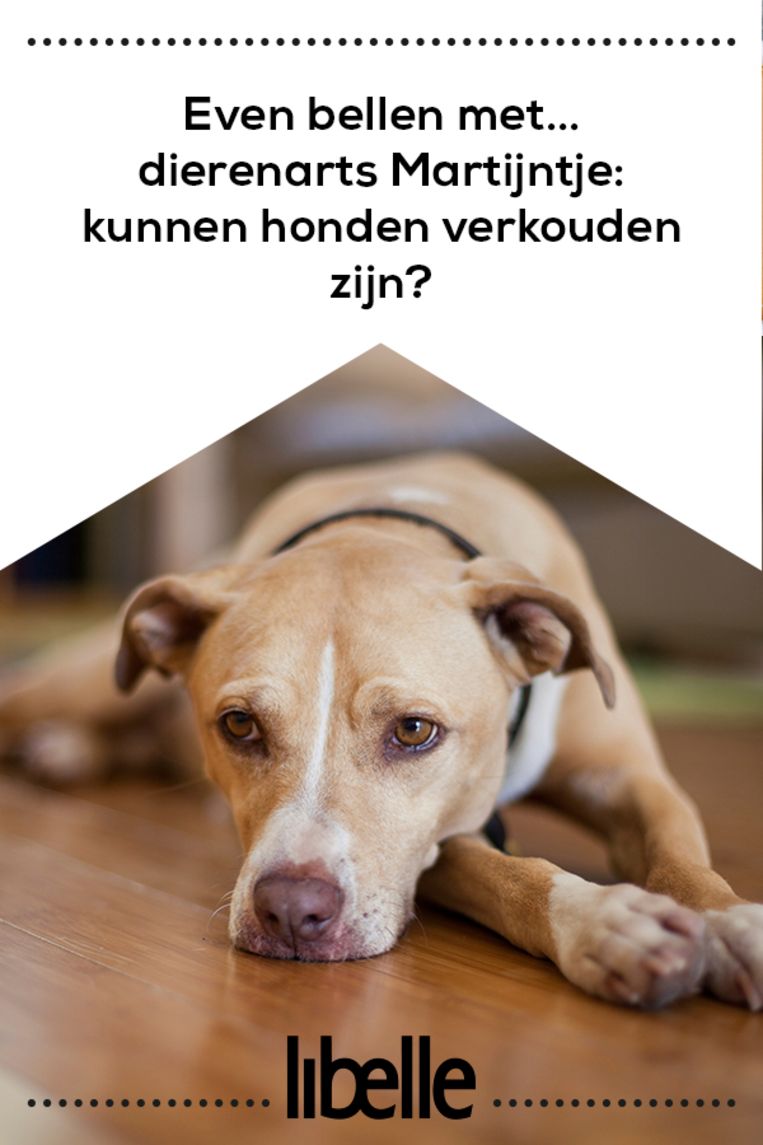 Even Bellen Met Dierenarts Martijntje Kunnen Honden Verkouden Zijn Libelle