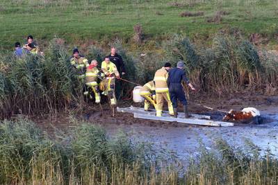 Brandweer redt koe uit benarde situatie in Wercheren