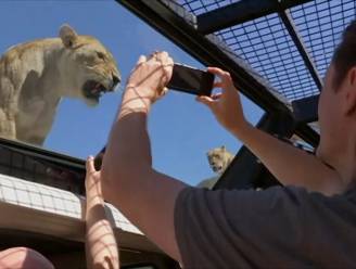 VIDEO: Zoo draait rollen om en stopt mensen in kooien tussen de leeuwen