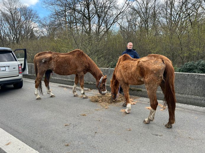 De paarden werden opgevangen tijdens de lange file op de E19.