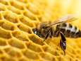 Grootste studie ooit stelt vast: "Bijen sterven door pesticiden" 