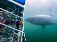 Vlaamse fotograaf reist naar een van beste plekken ter wereld om witte haai te spotten maar het gaat niet helemaal zoals verwacht