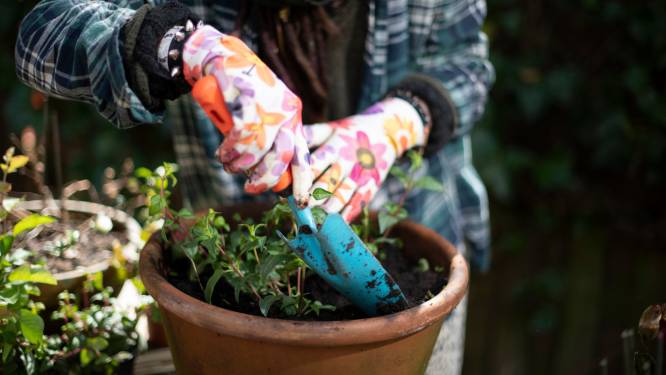 Nederlanders blijven massaal tuinieren: ruim 2 miljard omzet tuincentra