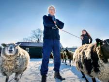 Ze zijn vriendelijk en meegaand, maar je vindt geen makke schapen in Tanthof