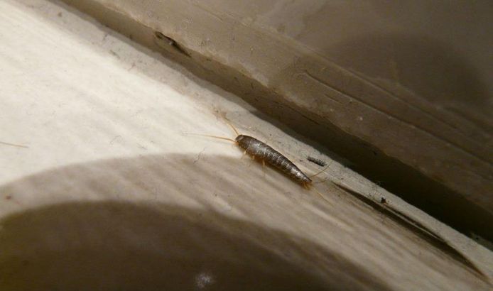 Zo Kom Je Van Zilvervisjes In Huis Af Schoonmaaktips Ad Nl