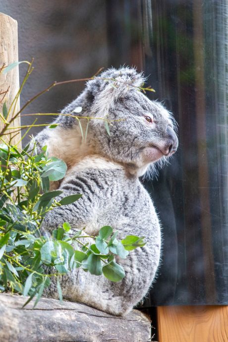 Eerste koala’s in Nederland krijgen klimbomen met verwarming: ‘Ze slapen ongeveer twintig uur per dag’ 