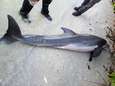 Dode dolfijn gevonden met plastic doucheslang in maag