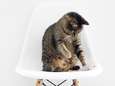 Zo laat je kat zien dat ze je graag heeft
