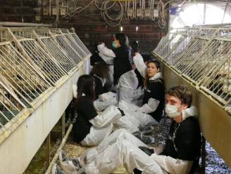 Al 183 eenden gestorven na inval Animal Resistance in foiegrasboerderij: “Dieren hebben enorm afgezien”