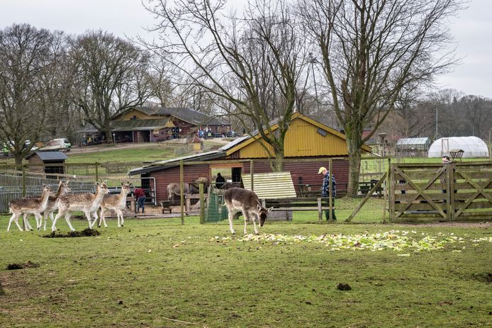 De hertenkamp bij het Goffertpark in Nijmegen