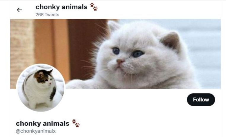 Bij het account Chonky Animals draait het om corpulente dieren; katten als kogelvissen bijvoorbeeld. Beeld Twitter