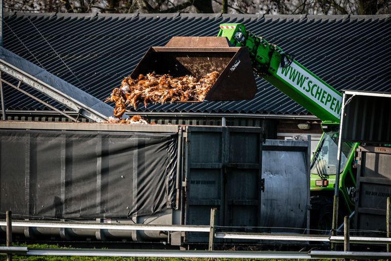Vogelgriep escaleert: hoe gevaarlijk zijn deze zoönosen voor mensen? - Trouw
