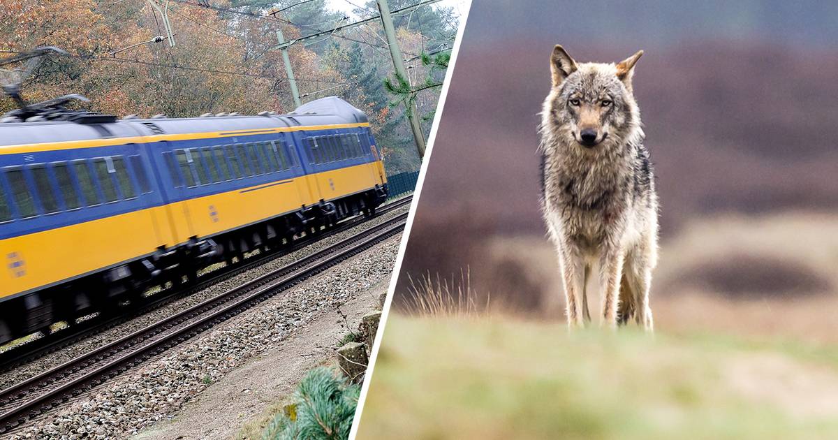 Twee wolven overleden op Veluwe door aanrijdingen met de trein deze week.
