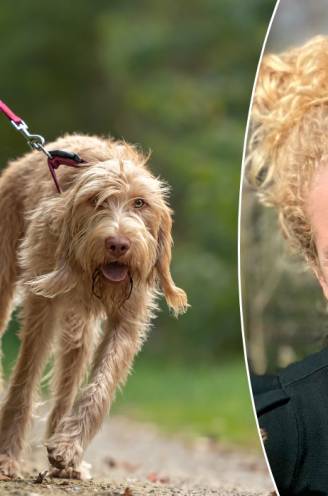 Trekt jouw hond hard aan de leiband? Hondencoach legt uit hoe je dit probleem kan oplossen